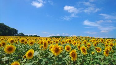 Hokuryu şəhərinin meri Yutaka Sanonun fəaliyyət hesabatı: Çərşənbə, 9 Mart, 1-ci Hokuryu Şəhər Şurasının Növbəti Sessiyası (2-ci gün)