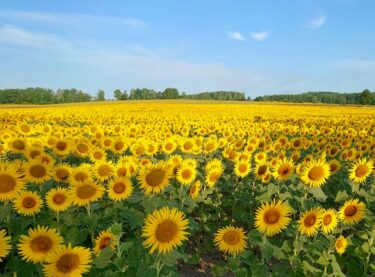 北竜町長 佐野豊 活動報告・3月14日（金）☆ 北竜町第１回議会定例会休会 ☆ 予算審査特別委員会取りまとめ