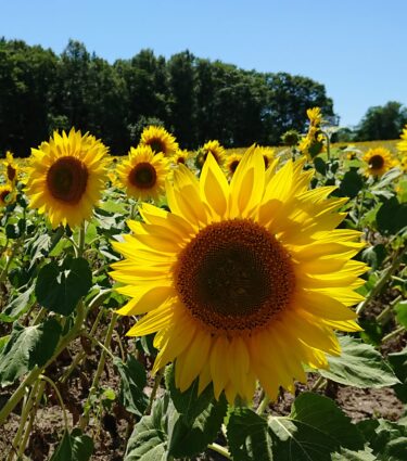 Walikota Kota Hokuryu Yutaka Sano Laporan kegiatan, 16 Maret (Rabu): pertemuan dengan pekerja pendukung komunitas Kota Hokuryu, menghadiri pemakaman Haruo Suzuki dari Asosiasi Lingkungan Nishikawa.