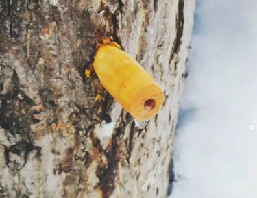 カエデの樹液でメープルシロップ：木の血液ともいえる樹液。だいたい30分の1くらいまで濃縮した。 しっかり甘くてとろみがある【自然下・上井達矢さん仁美さん】