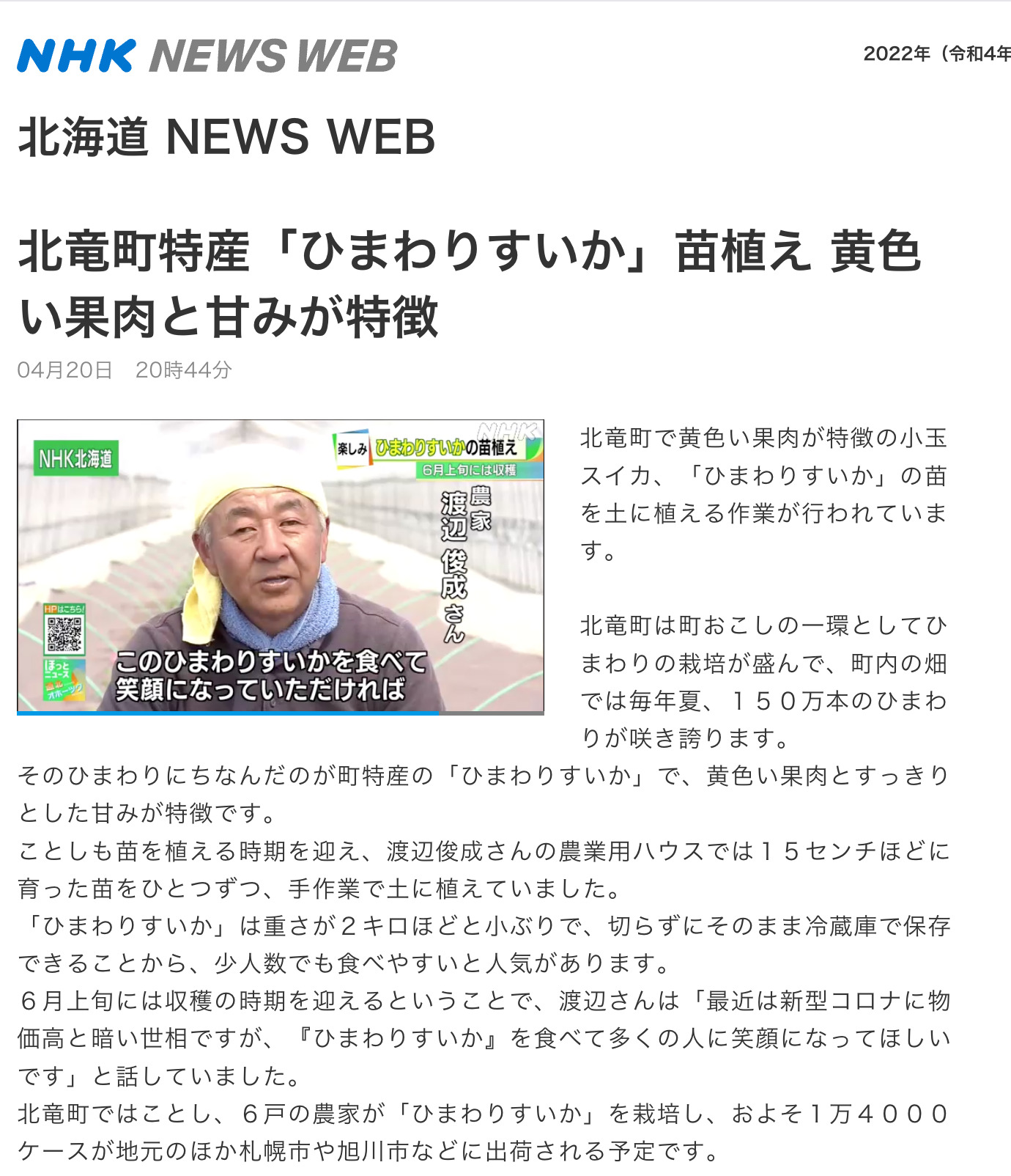 北竜町特産「ひまわりすいか」苗植え 黄色い果肉と甘みが特徴【NHK 北海道 NEWS WEB】