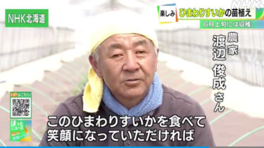 【動画あり・一定期間公開】北竜町特産「ひまわりすいか」苗植え 黄色い果肉と甘みが特徴【NHK 北海道 NEWS WEB】