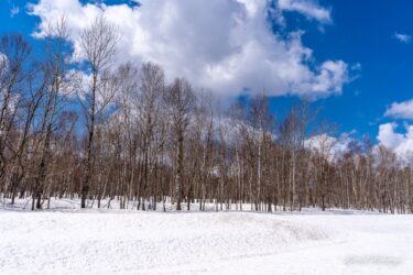 春を待つ「永の森（ひさしのもり）」