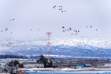 Sự xuất hiện của đàn chim di cư “thiên nga và ngỗng mặt trắng”