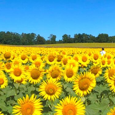 今日（4/14）は14人で練習でした。北空知コーラス団体合同演奏会が、6月下旬に開催されることになりました【北竜町ひまわりコーラス】