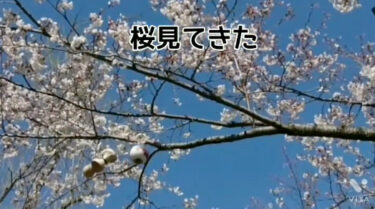 今日は昼から美唄の某公園まで桜を見に行ってきました 🌸 外でけん玉やると気持ちいいですよね【北竜けん玉クラブ】