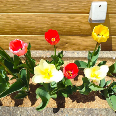 事務所前の花壇と工場横の道路沿いの花壇で、チューリップが満開になっています ✨【黒千石事業協同組合】