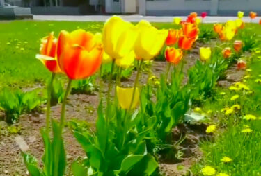 5月17日は２週間ぶりの活動日でした！みんなで飛行機の練習したりして切磋琢磨している様子が見られました ✨【北竜けん玉クラブ】