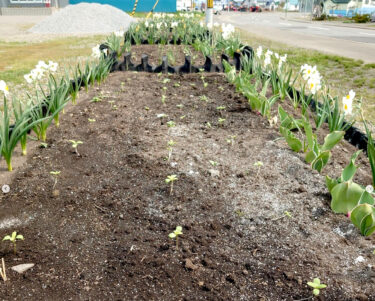 Ayçiçeklerini ektik ✨ Bu seneki çeşidimiz Valentine, dallanıp budaklanarak limon sarısı çiçekler açıyor. [Kurosengoku İş Kooperatifleri Birliği]