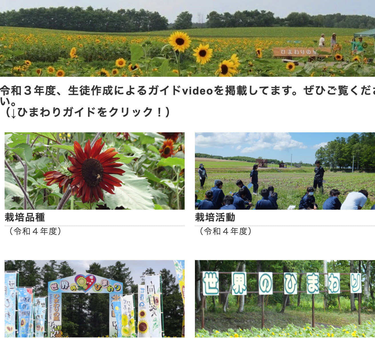 【世界のひまわり】令和4年度・栽培品種２４種決まりました【北竜中学校】
