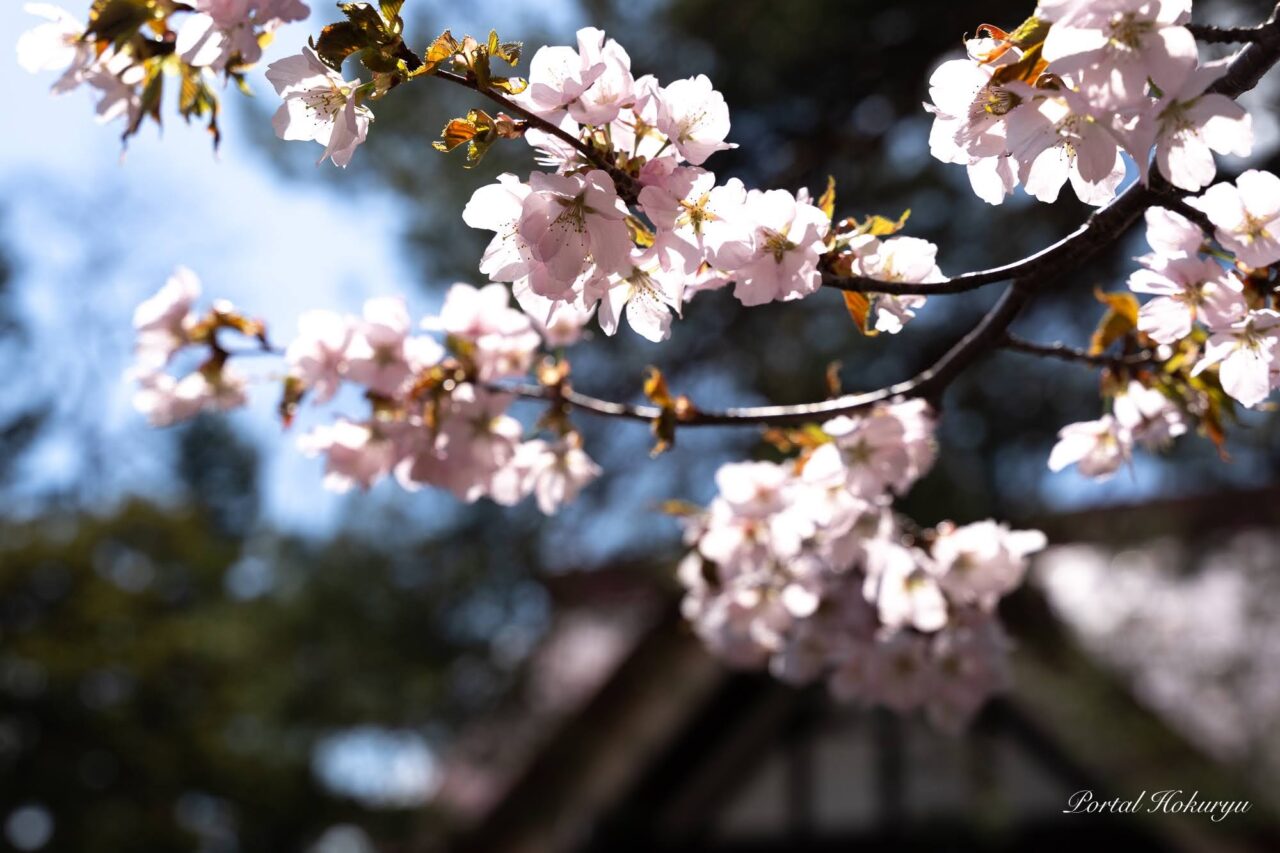 真竜神社の桜
