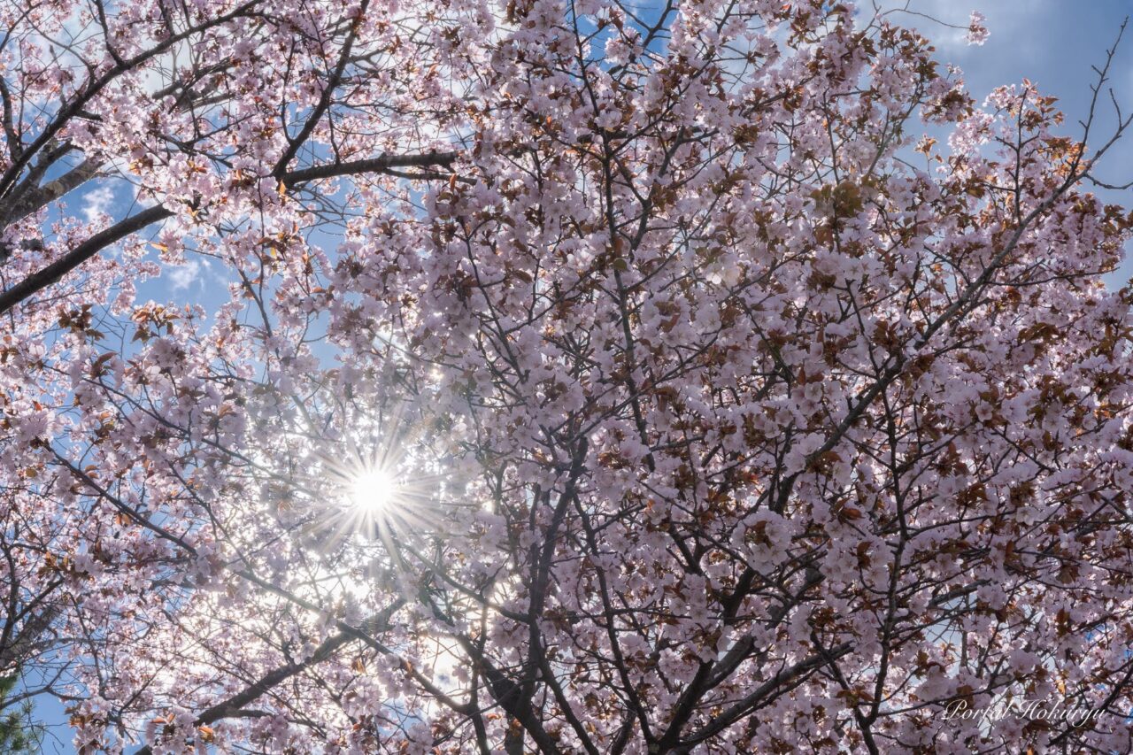 弘徳寺の桜