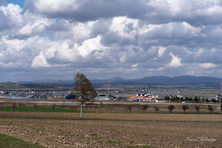ひまわりの里の風景