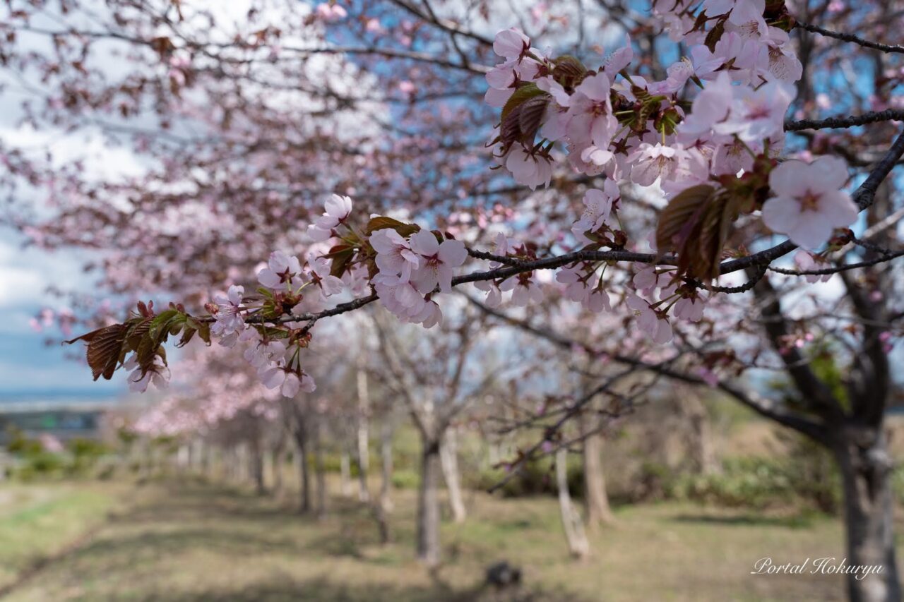 イチイの森の桜