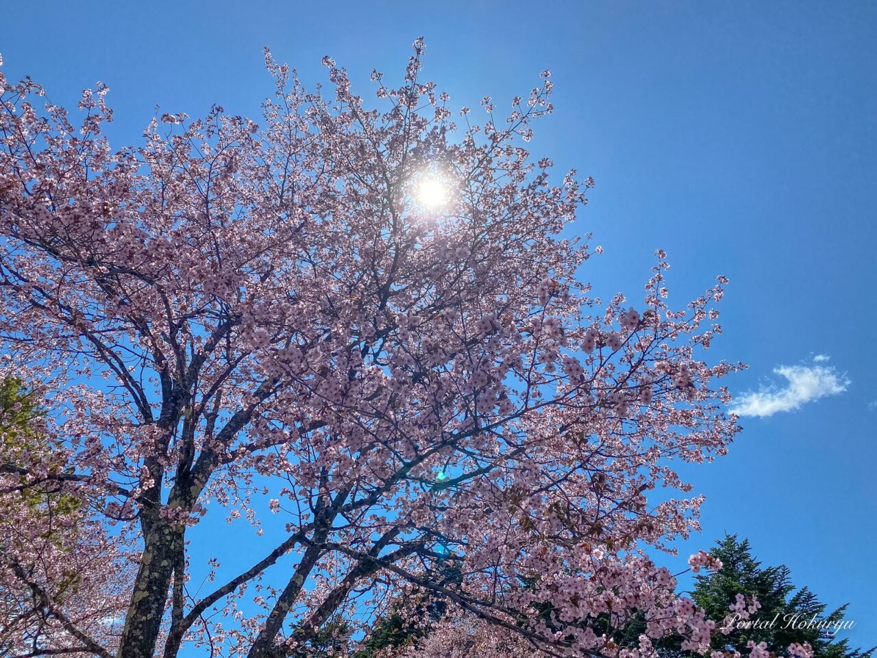 金比羅公園の桜