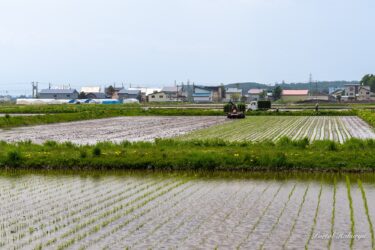 田植えシーズン