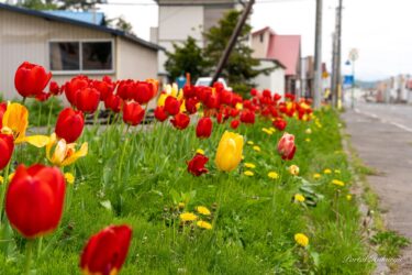 彩りきらめくチューリップ