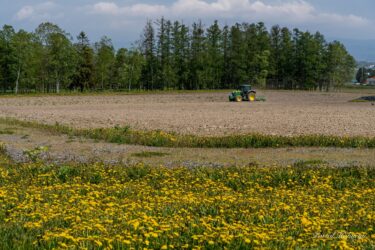 たんぽぽ咲くひまわりの里