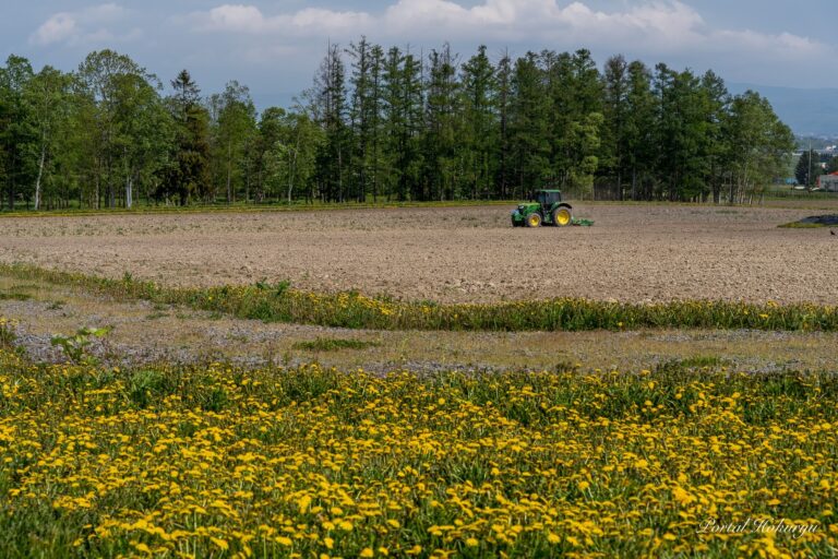 たんぽぽ咲くひまわりの里