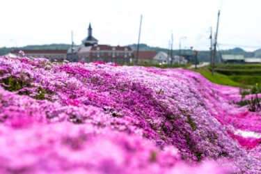 心癒やされる可憐な芝桜