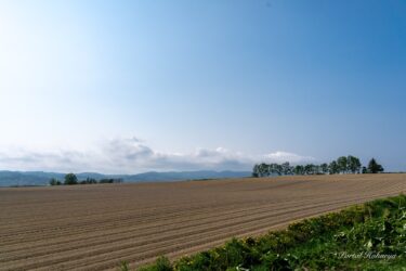 うねりのある畑模様