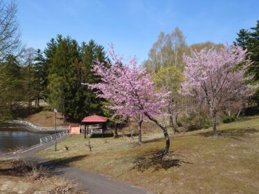 北竜町長 佐野豊 活動報告・5月6日（金）５月定例課長等会議、新型コロナウイルス感染症対策会議、特老永楽園とzoom会議