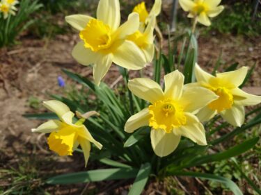 होकुर्यु टाउन के मेयर युताका सानो की गतिविधि रिपोर्ट: 12 मई (गुरुवार) बुजुर्ग कल्याण सुविधाओं पर COVID-19 प्रतिवाद बैठक, फुकागावा पुलिस प्रमुख का दौरा, होक्काइडो सूचना केंद्र के प्रतिनिधि का दौरा