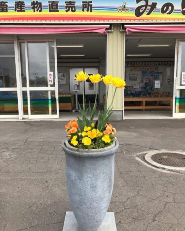 今日（5/23）は朝からプランターの花を 💐 🌼 🌸 植えました。本日もウド、ふきが沢山揃えてあります【みのりっち北竜】