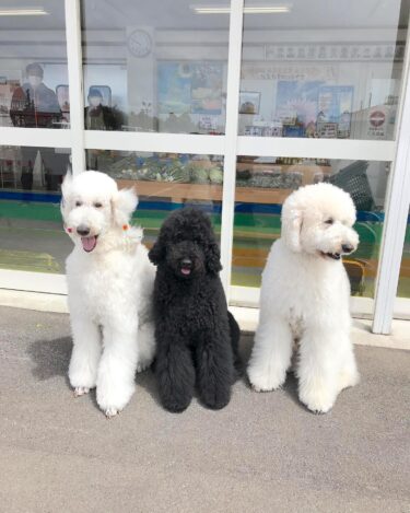 朝から可愛いお客様が来ました。セラピー犬 🐩 の3匹。とてもお利口さんです【みのりっち北竜】