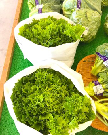 大きなフリルレタス、柔らかいキャベツ、大きなブロッコリー 🥦 山わさびと本日（5/30）は入っています【みのりっち北竜】