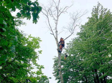 真竜小学校横の林にある、枯れた白樺を伐採しました。長いこと小学生たちを見守ってきたこの木の切り株は残してみたよ【自然下・上井達矢さん仁美さん】