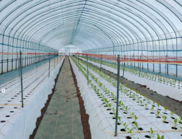 Kemarin (4 Juni), kami menanam rumput Temari. Sekitar 2/3 dari keseluruhan proyek telah selesai [Organisasi Aksi Hutan Abadi (Presiden: Osamu Kato)].