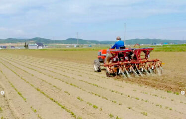 5月上旬に蒔いた種も、早い畑ではもう本葉が出ています。こちらではトラクターでカルチ作業 ✨【黒千石事業協同組合】