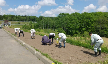 ひまわりインターチェンジひまわり播種作業（北竜建設業協会主催）【北興建設】