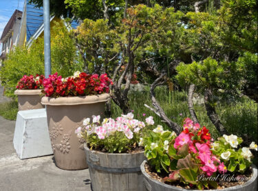 バス停を飾るお花たち
