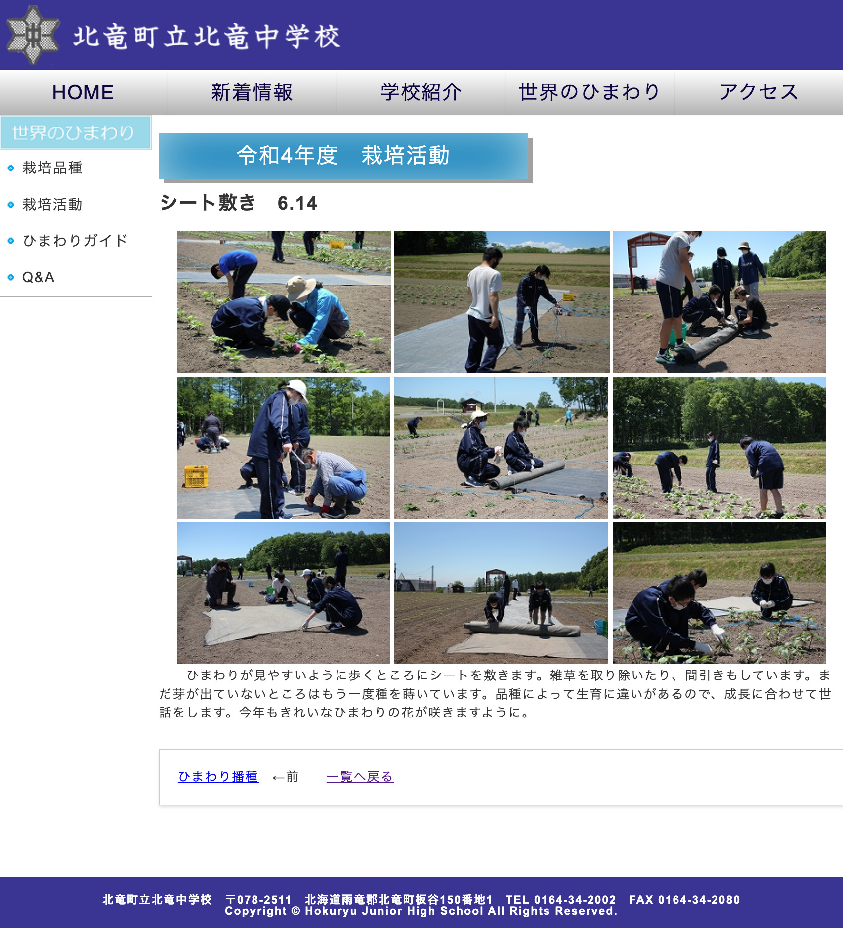 世界のひまわり・シート敷き【北竜中学校】