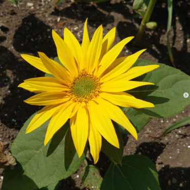 Dün paylaştığım ayçiçekleri açtı! Son zamanlarda hava sıcaktı, bu yüzden hızla çiçek açtılar ✨ [Kurosengoku İş Kooperatifi Derneği]