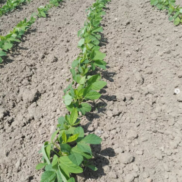 इस हफ़्ते कुरोसेंगोकू सोयाबीन के खेत। लगातार धूप वाले मौसम की बदौलत, सोयाबीन अच्छी तरह उग रही है ✨ [कुरोसेंगोकू बिज़नेस कोऑपरेटिव एसोसिएशन]