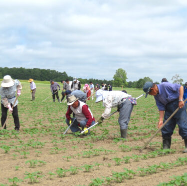 6月21日（火）、22日（水）の２日間、町民ボランティアによるひまわりの里草取り・間引き作業を行いました【北竜町ひまわり観光協会】