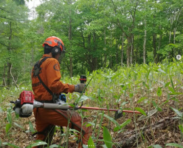 笹刈りはガーデニング？目的は ① 熊対策 ② 自然の実生(木の赤ちゃん)を育てる ためです【自然下・上井達矢さん仁美さん】