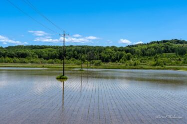 田んぼの中に佇む電柱の不思議な風景
