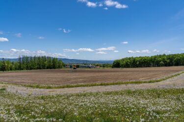 Bulu-bulu dandelion yang terbang tertiup angin