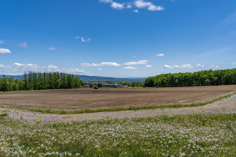 風に乗って旅立つタンポポの綿毛