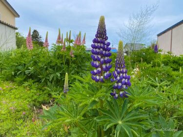 安らぎを秘めたルピナスの輝き