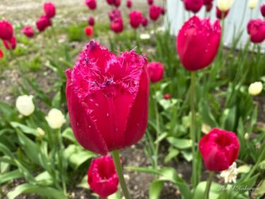 Pewarnaan bunga tulip yang cantik.