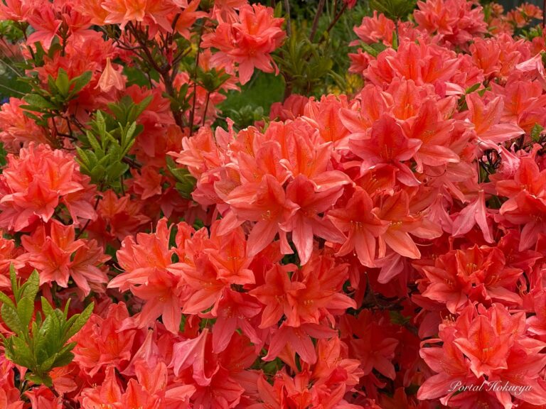 穏やかで心和らぐ蓮華つつじ