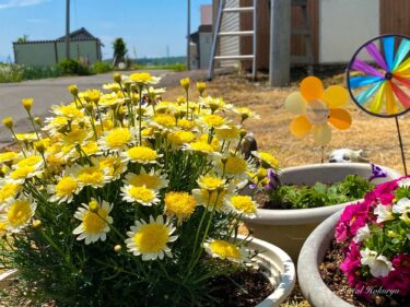 心和む玄関のお花さんたち