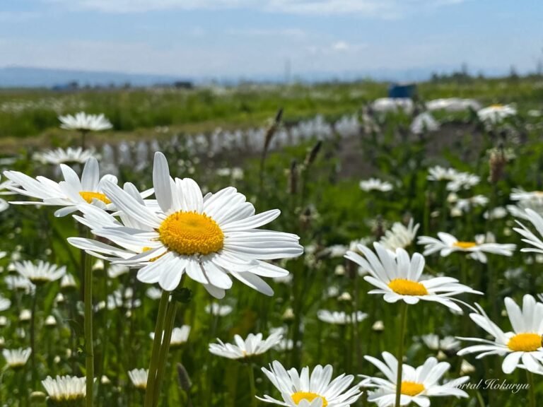 Daisy, the flower that shines with the light of true love