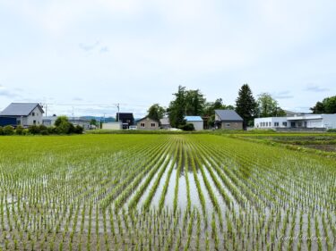 Pirinç tarlalarının yeşili rüzgarda sallanıyor
