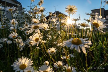 Bình minh thiêng liêng vào buổi sáng sau ngày rằm